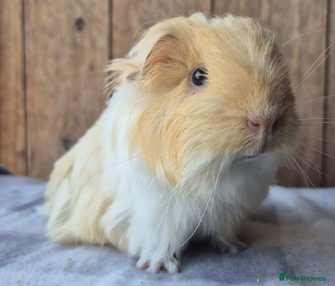Guinea Pig rodents for sale: Sheltie and texel boars  - Advert 2