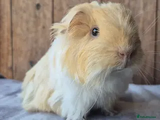 Guinea Pig rodents Sheltie and texel boars - Advert 1