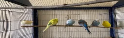 Budgerigars birds for sale: 5 Budgies for sale  - Advert 2