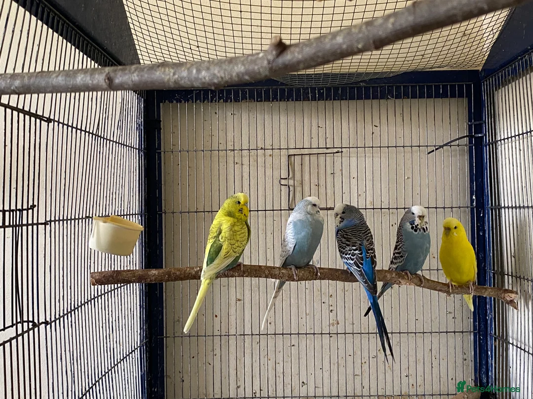 Budgerigars birds for sale: 5 Budgies for sale  - Advert 2