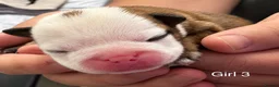 English Bulldog dogs for sale: Beautiful Litter - Health Tested Parents-13 Champs - Advert 7