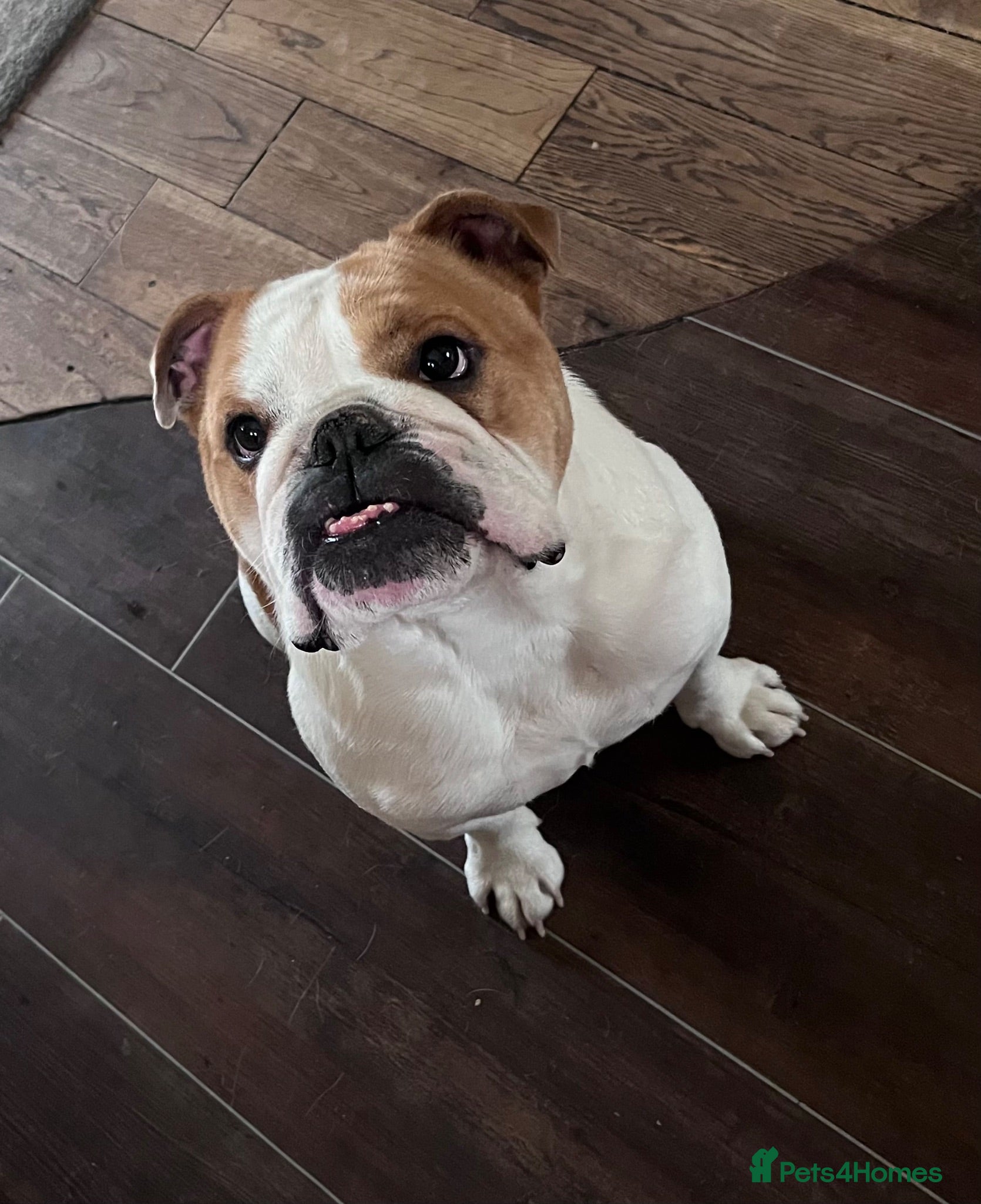 English Bulldog dogs English bulldog - Advert 8