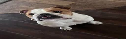 English Bulldog dogs for sale: English bulldog - Advert 1