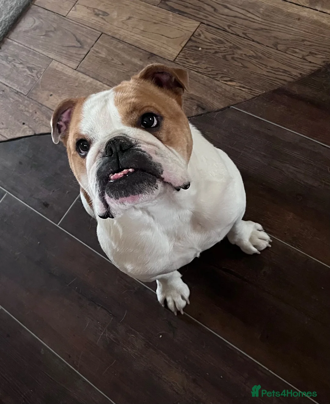 English Bulldog dogs for sale: English bulldog - Advert 1