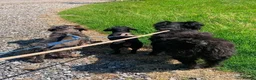 Mixed Breed dogs for adoption: Trev for adoption 4 years old  - Advert 3