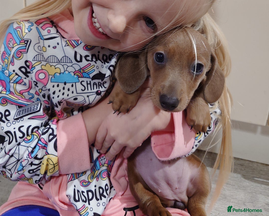 Miniature Dachshund dogs for sale: Beautiful girl, miniature dachshund  - Advert 2