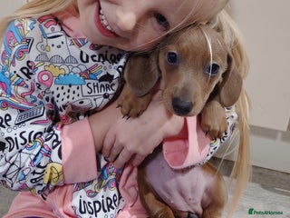 Miniature Dachshund dogs Beautiful girl, miniature dachshund - Advert 5