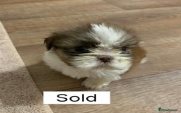 Shih Tzu dogs for sale: Four shih tzu boy puppy’s for sale. - Image 29