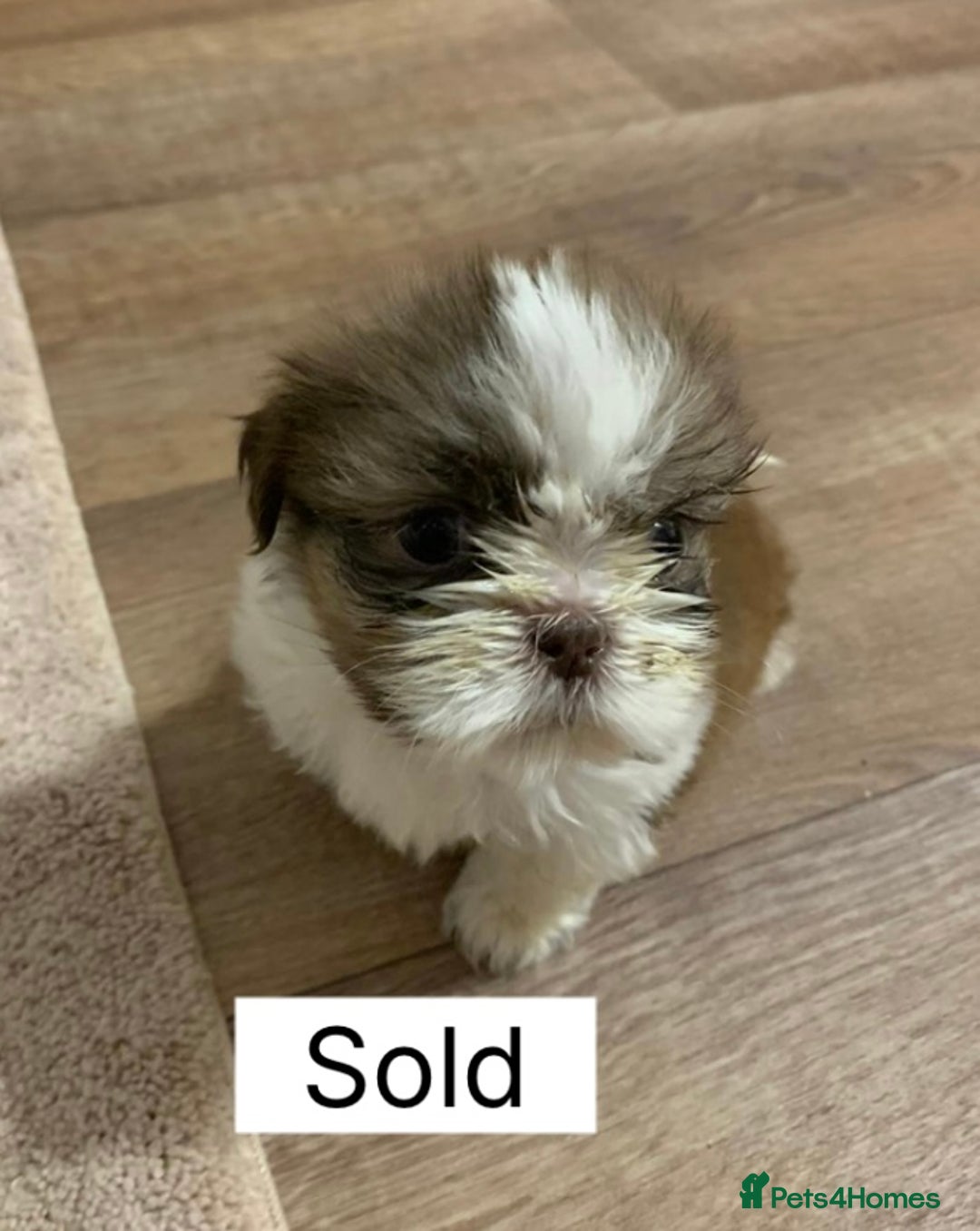 Shih Tzu dogs for sale: Four shih tzu boy puppy’s for sale. - Image 29