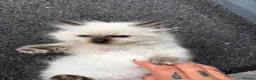 Ragdoll cats for sale: Amazing pure ragdolls  - Advert 5
