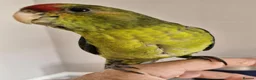 Mixed Breed birds for sale: kakariki - Advert 6