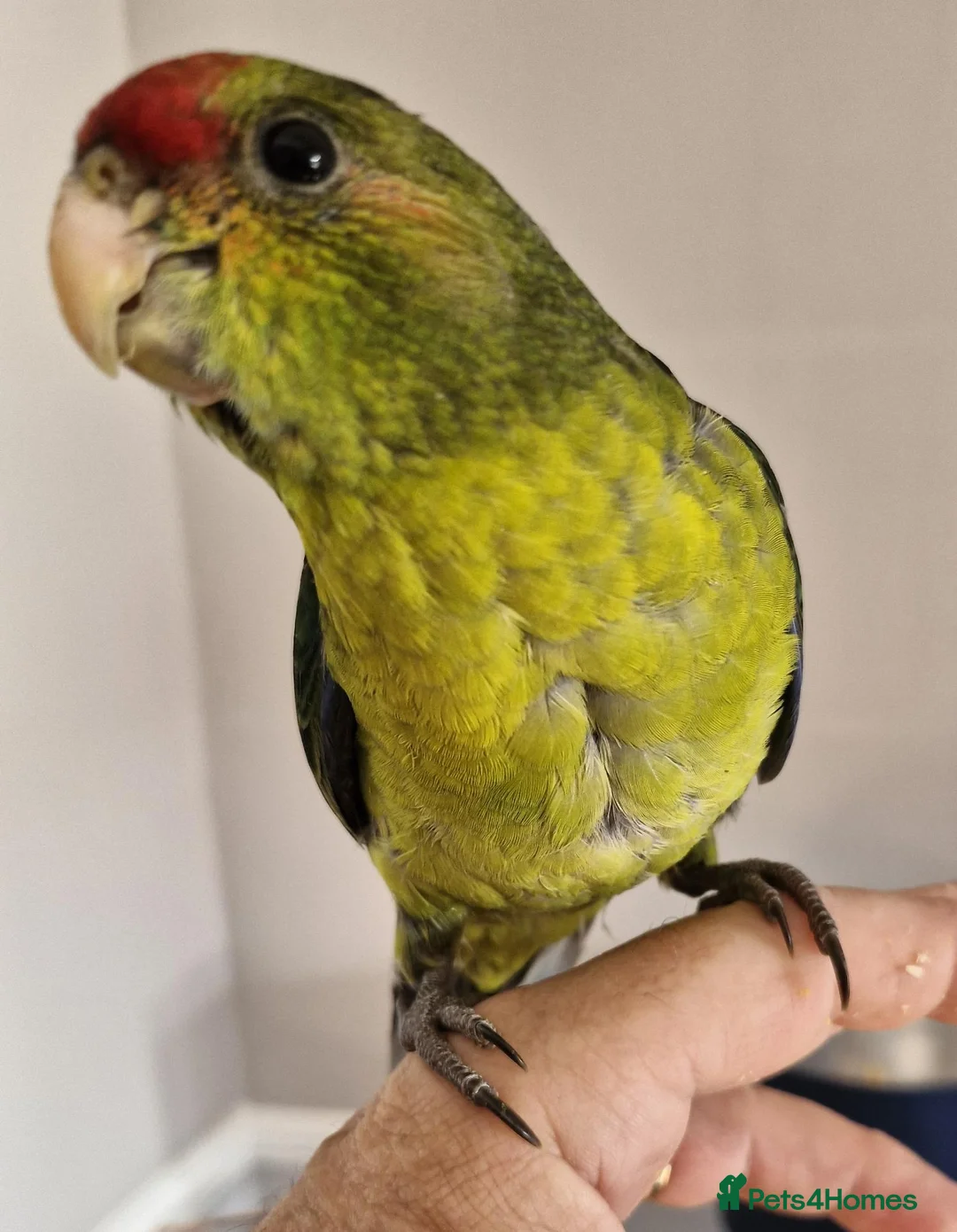 Mixed Breed birds for sale: kakariki - Advert 6