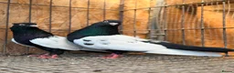 Pigeons birds for sale: IMPORTED IRANIAN SINEH PIGEONS - Advert 11