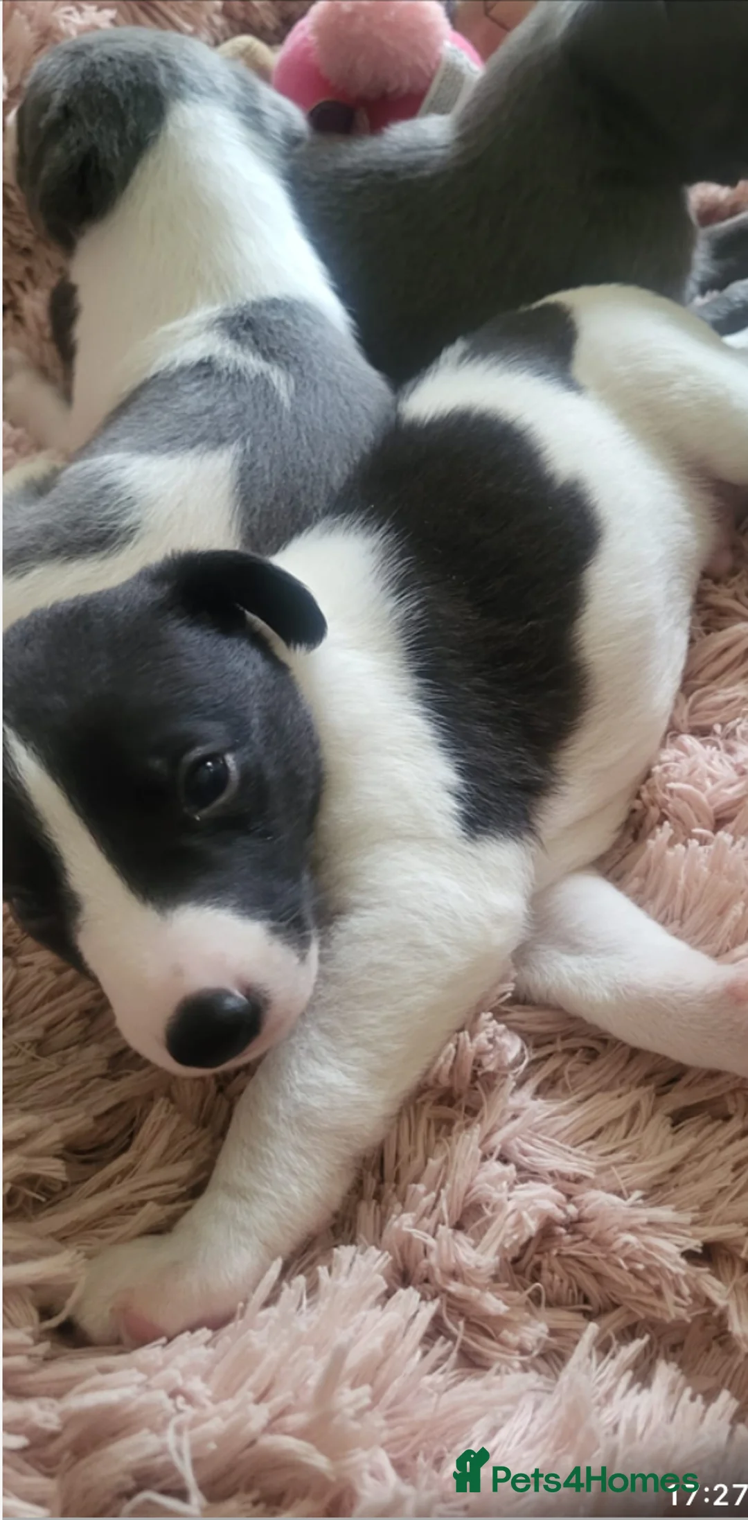 Whippet dogs for sale: Whippet puppys for sale - Advert 17