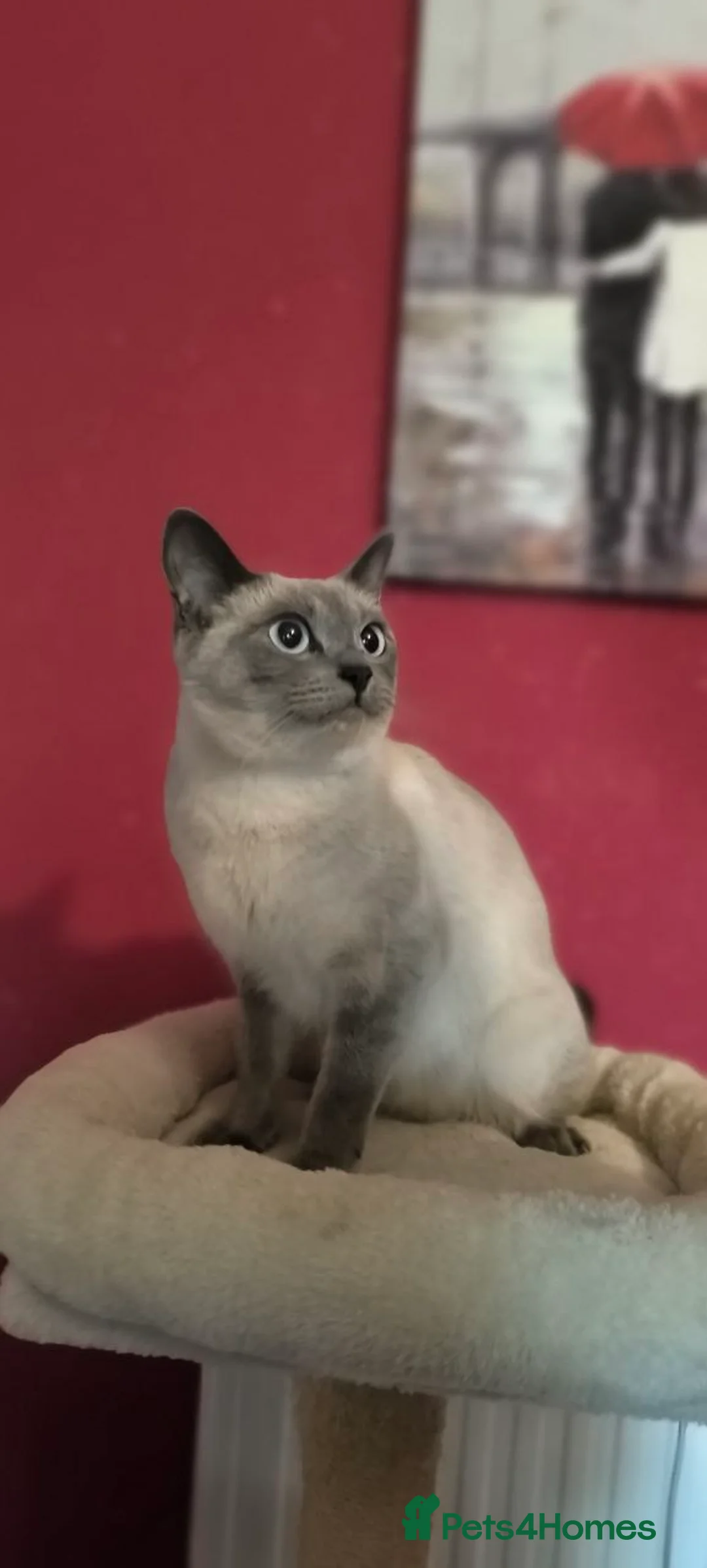 Ragdoll cats for sale: Beautiful girl - Advert 5