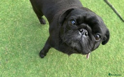 Pug dogs for sale: Female pug  - Advert 4