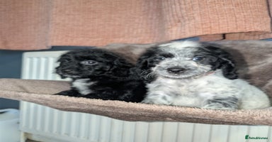 Cockapoo dogs - Advert 11