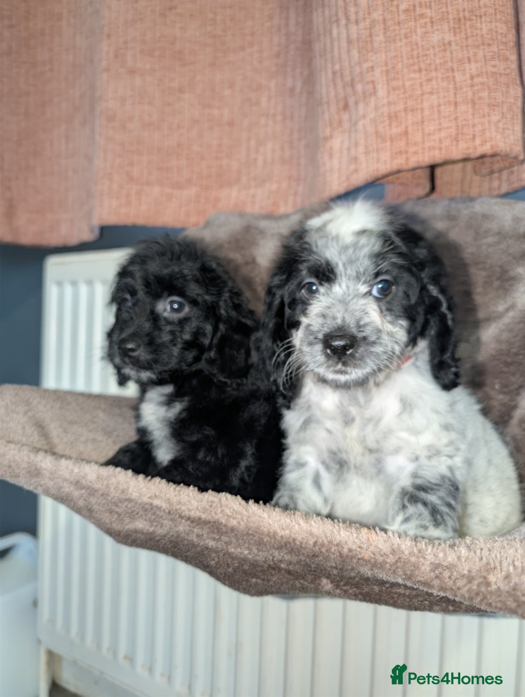 Cockapoo dogs for sale: F1 cockapoos  - Image 2