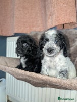 Cockapoo dogs - Advert 4