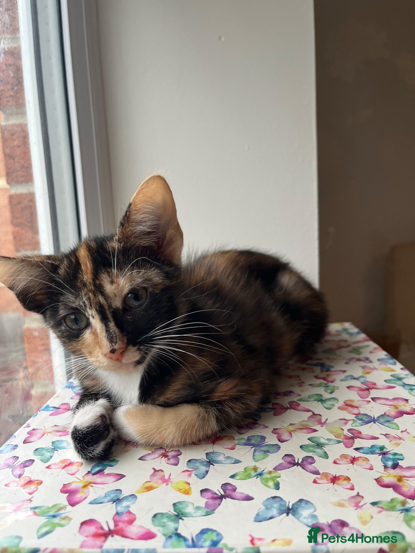Mixed Breed cats 6 lovely female kittens.  - Advert 12