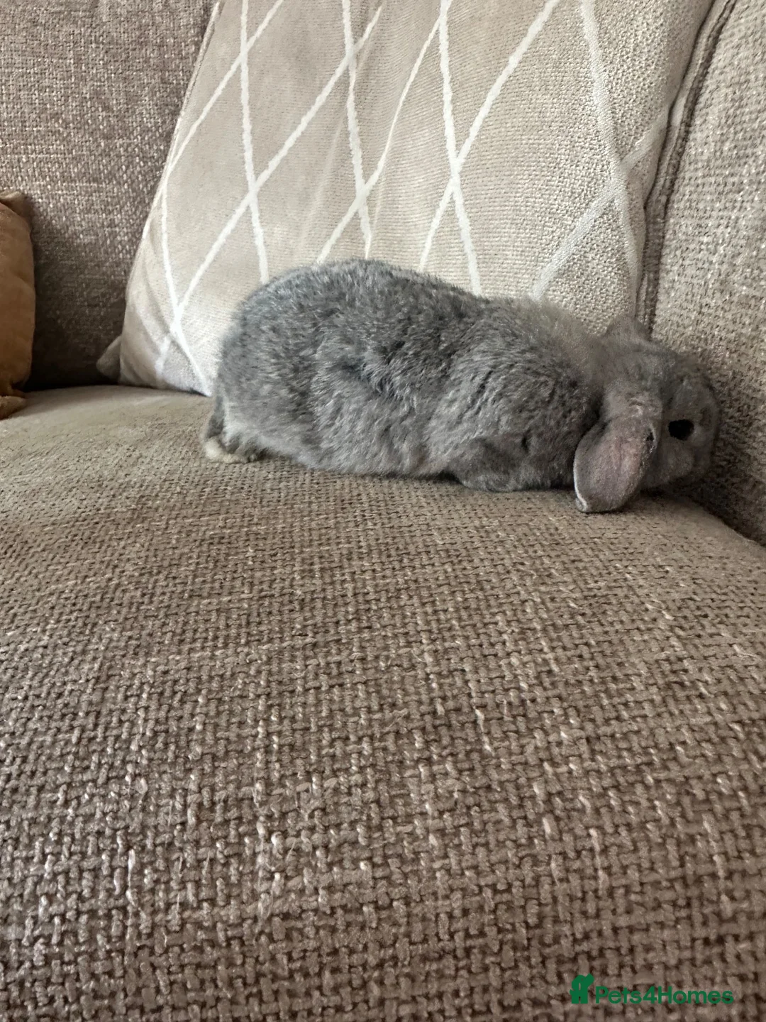 Mini Lop rabbits for sale: Mini lop babies  - Advert 7
