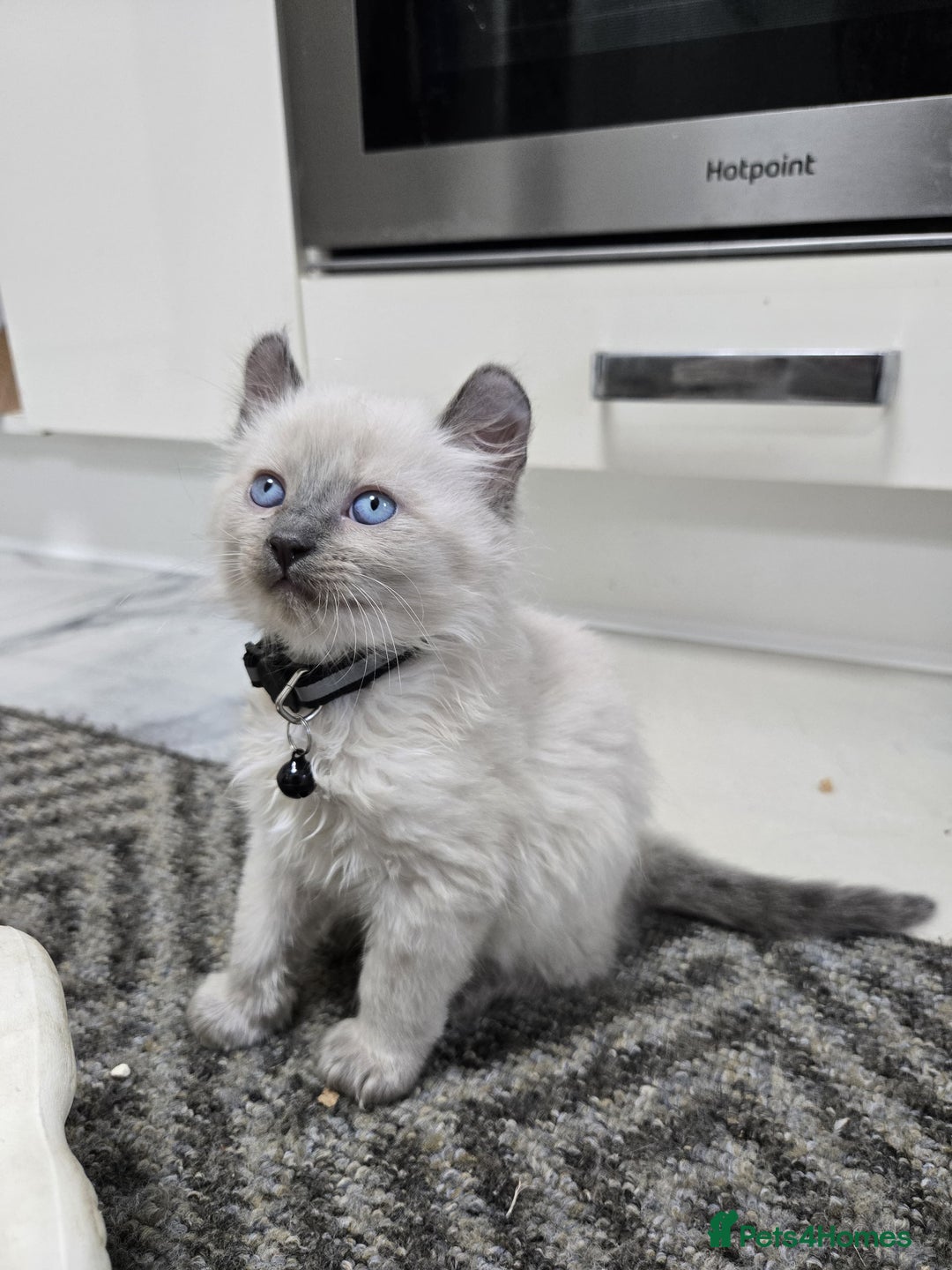 American Curl cats for sale: RARE, Unique, Affectionate American Curl Kittens!  - Advert 8