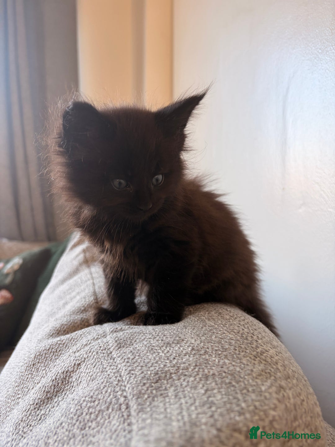 Maine Coon cats for sale: Halloween babies 🎃🐈‍⬛ 2 girls left - Advert 34