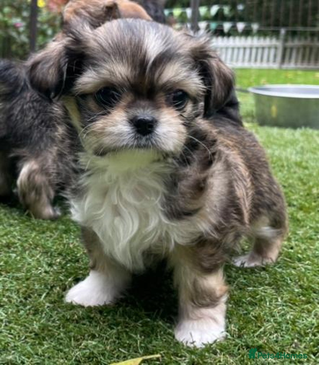 Mixed Breed dogs for sale: Beautiful Chi shi's puppies - Image 10