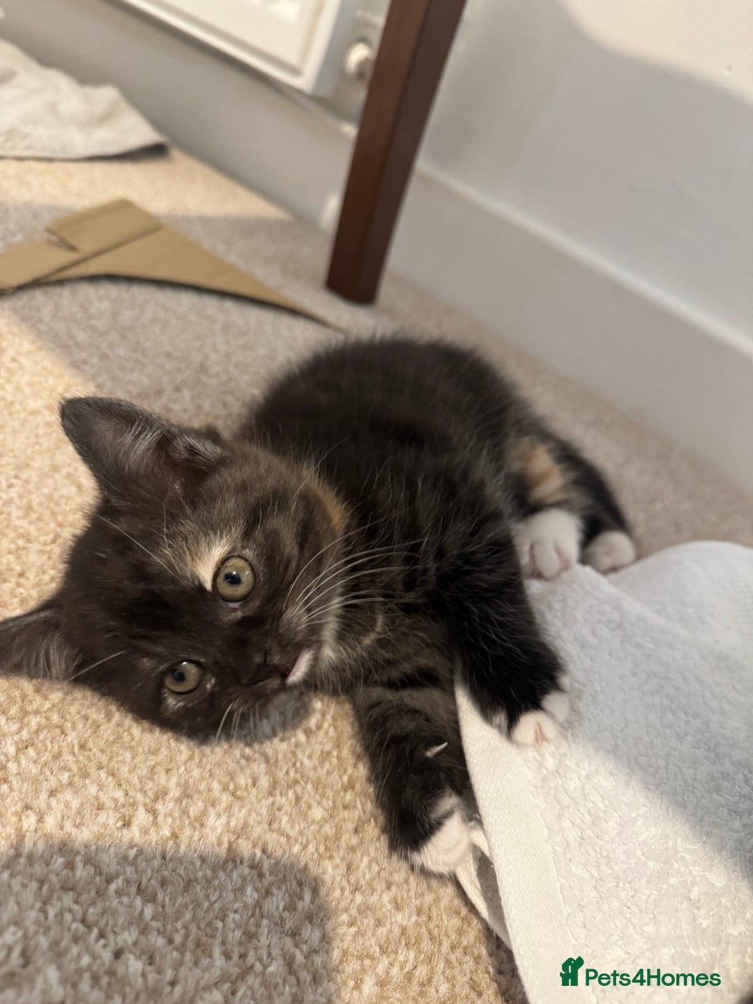 Mixed Breed cats for sale: Half blood British Shorthair Kittens - Advert 8