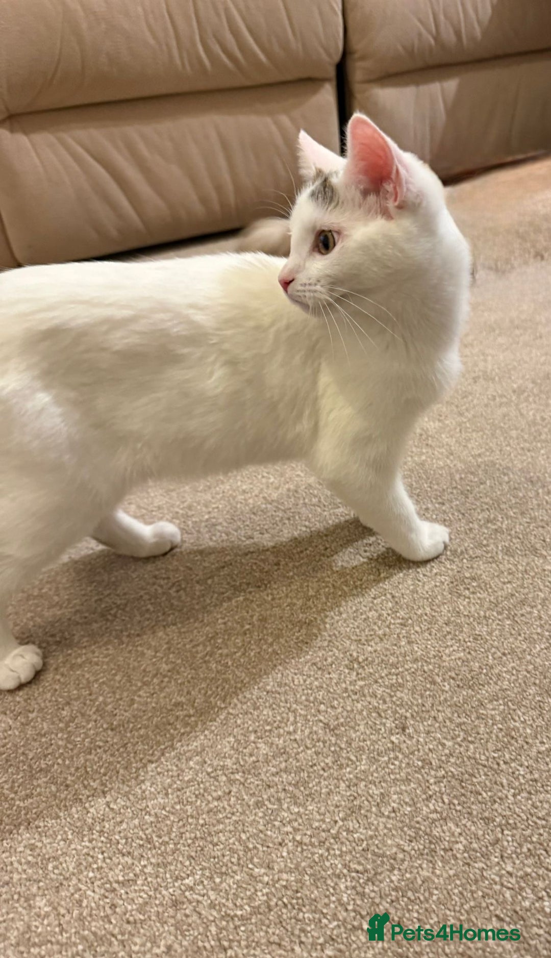 Domestic Shorthair cats for sale: Friendly Young Female Cat - Advert 5