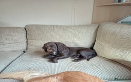 Cocker Spaniel dogs for sale: *Ready now*Stunning working cocker spaniel puppies - Image 18