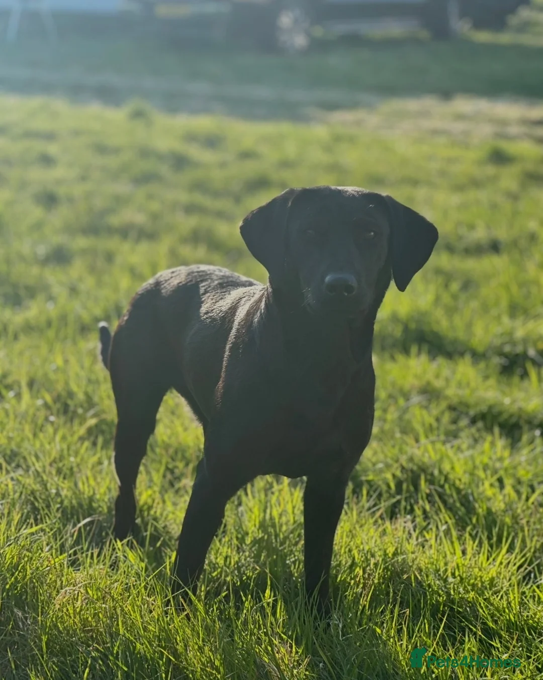 Borador dogs for sale:  8 Labrador x collie puppies available  - Advert 2
