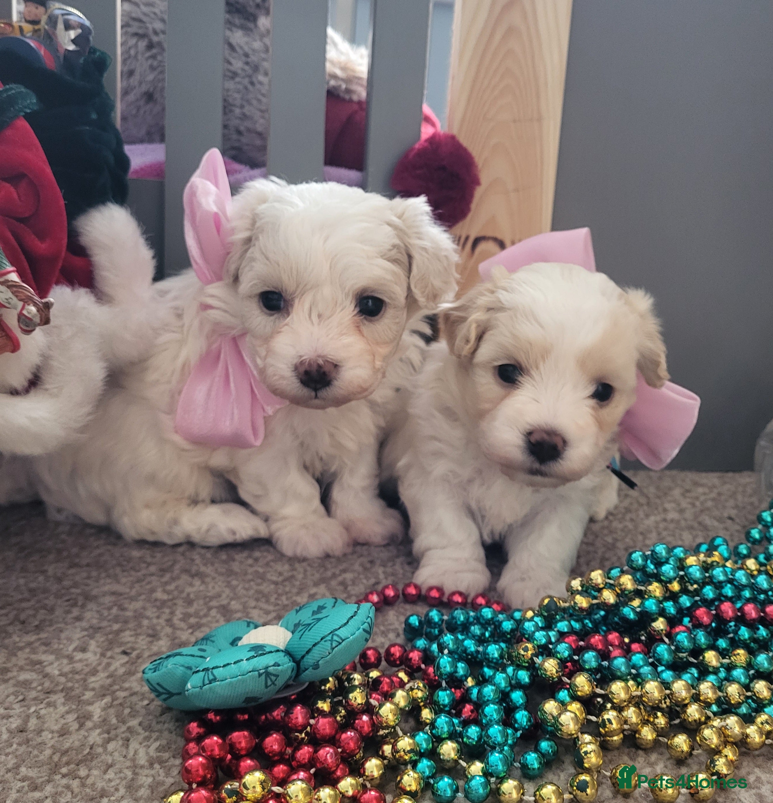 Maltipoo dogs Toy maltipoo puppies  - Advert 2