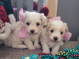 Maltipoo dogs Toy maltipoo puppies - Advert 14