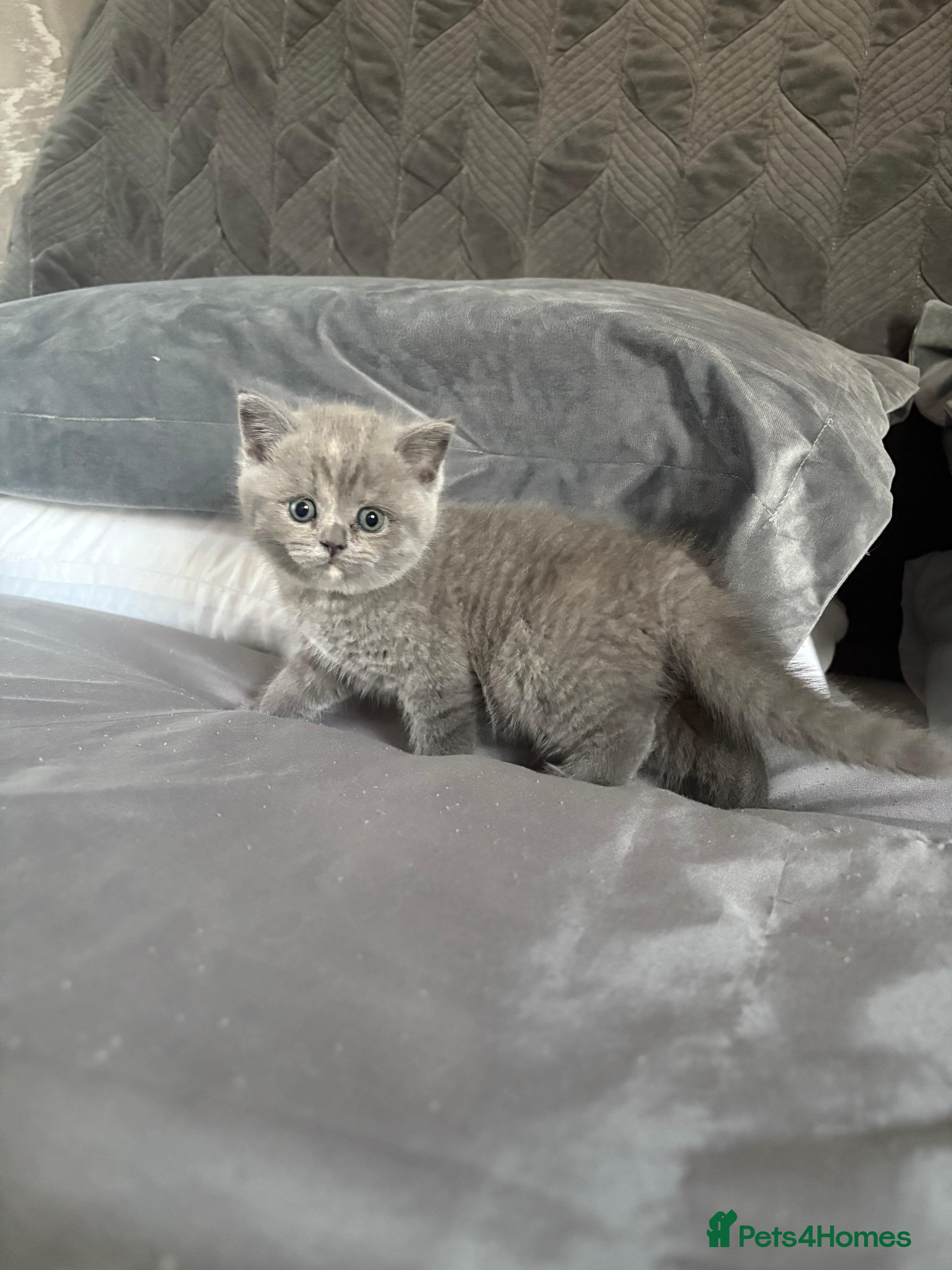 Scottish Fold cats LAST 2?GIRLS Scottish Folder&Straight kittens  - Advert 18