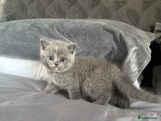 Scottish Fold cats LAST 3 GIRLS Scottish Folder&Straight kittens - Advert 10