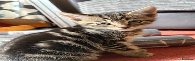 Boy Tabby 