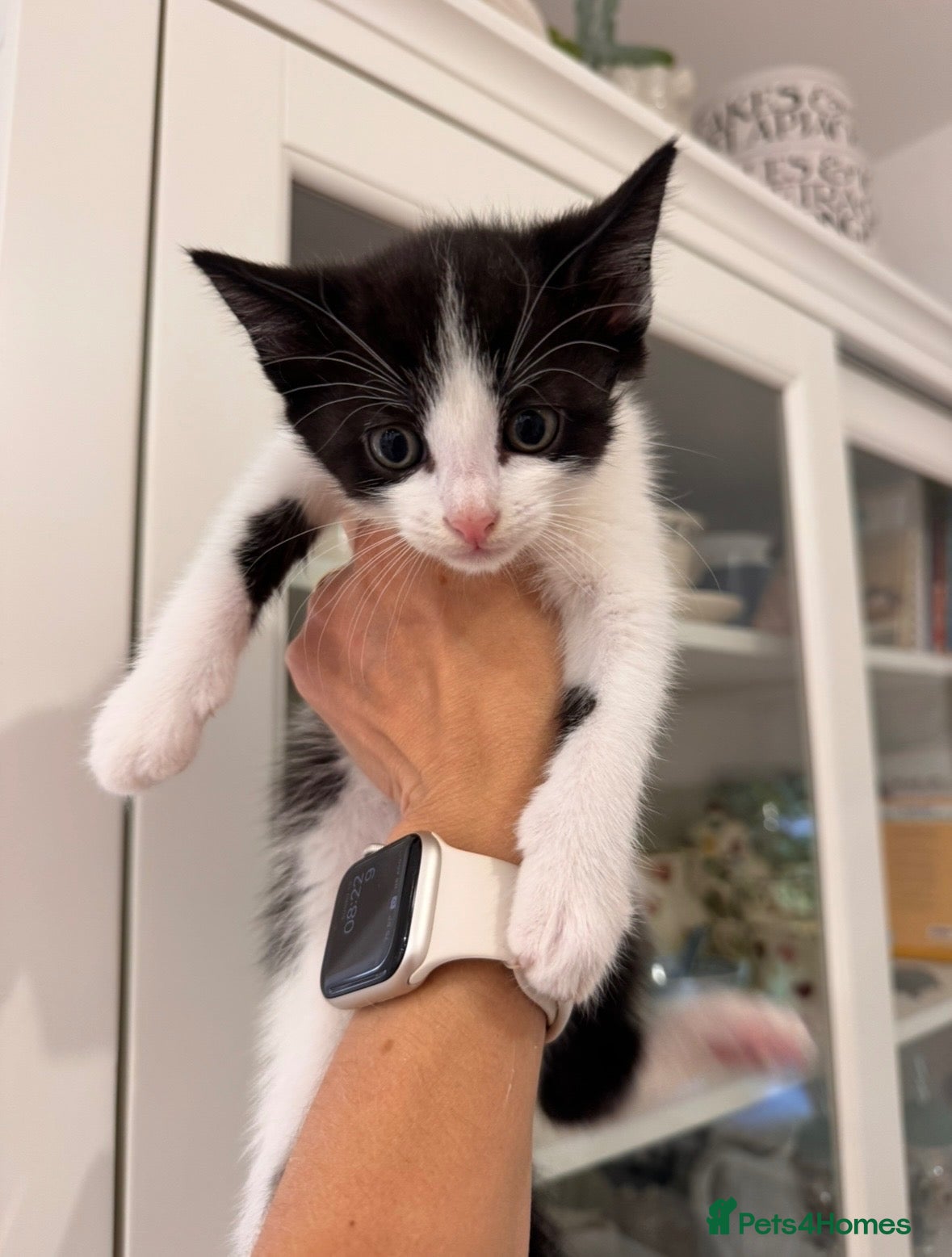 Mixed Breed cats Beautiful black and white boy looking for a home. - Advert 1