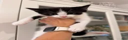Mixed Breed cats for sale: Beautiful black and white boy looking for a home. in Newark - Advert 2