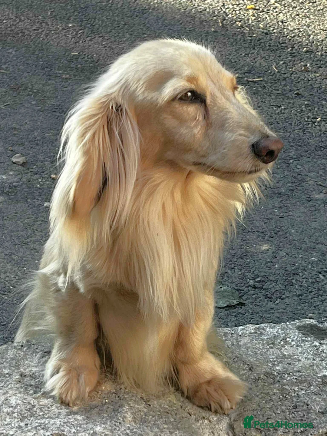 Miniature Dachshund dogs for stud: Long Haired Cream, no dilute, Pra Clear, Kc Regg - Advert 7