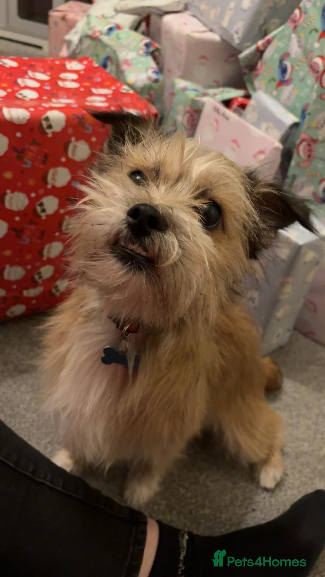 Mixed Breed dogs for sale: This is Bear - Advert 2