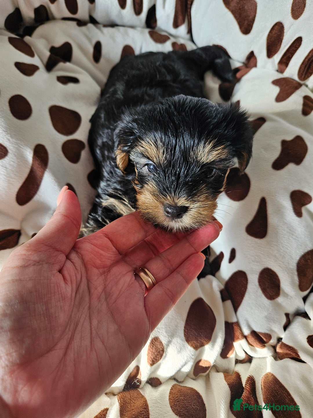 Yorkshire Terrier dogs for sale: DNA TESTED Father - Yorkshire Terrier puppies  - Image 39