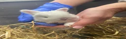 Netherland Dwarf rabbits for sale: 🐰 Dwarf Bunnies Ready Soon 🐰 - Advert 3