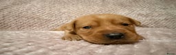 Labrador Retriever dogs for sale: Labrador Puppies for sale - Advert 9