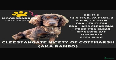 Cocker Spaniel dogs - Advert 9
