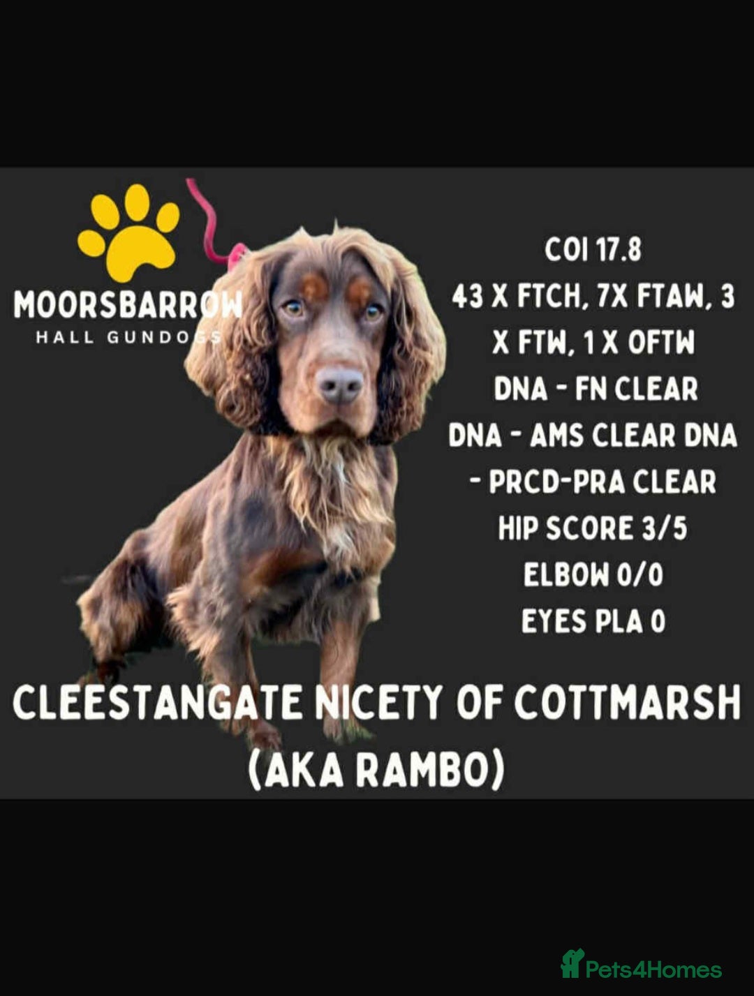 Cocker Spaniel dogs for sale: Working Cocker Spaniel Puppies for Sale - Image 2