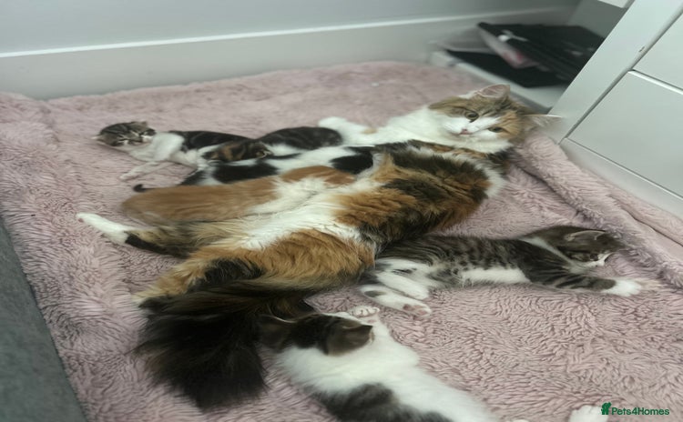 Mixed Breed cats - Advert 2