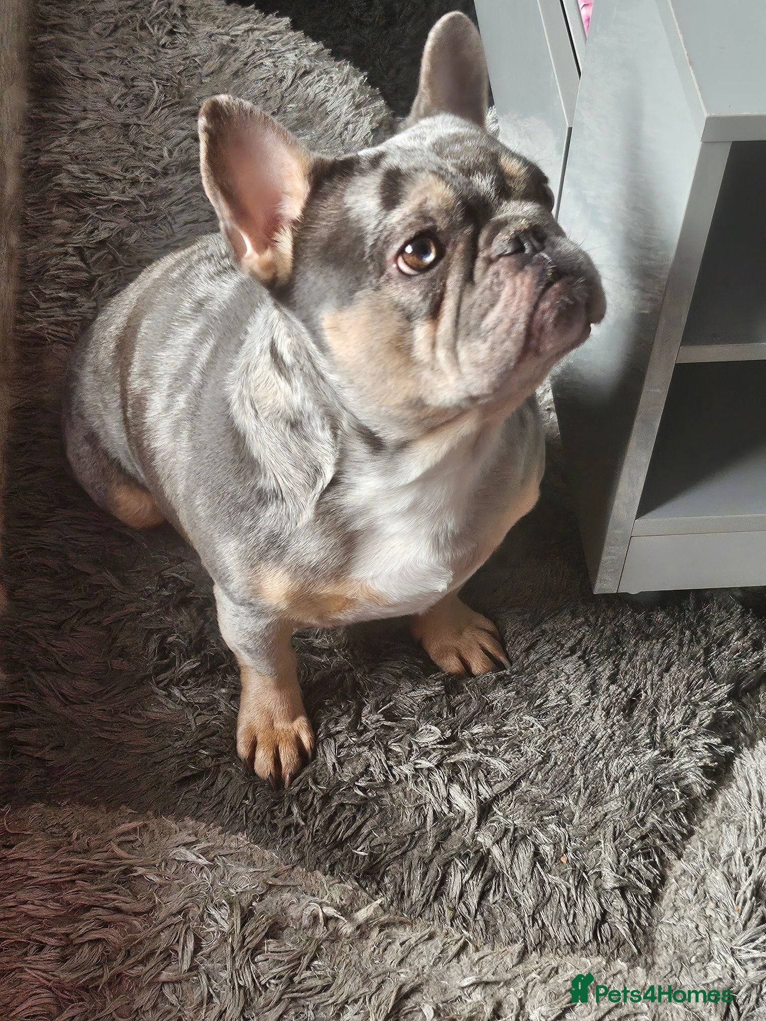 French Bulldog dogs French Bulldog Puppies - Advert 1