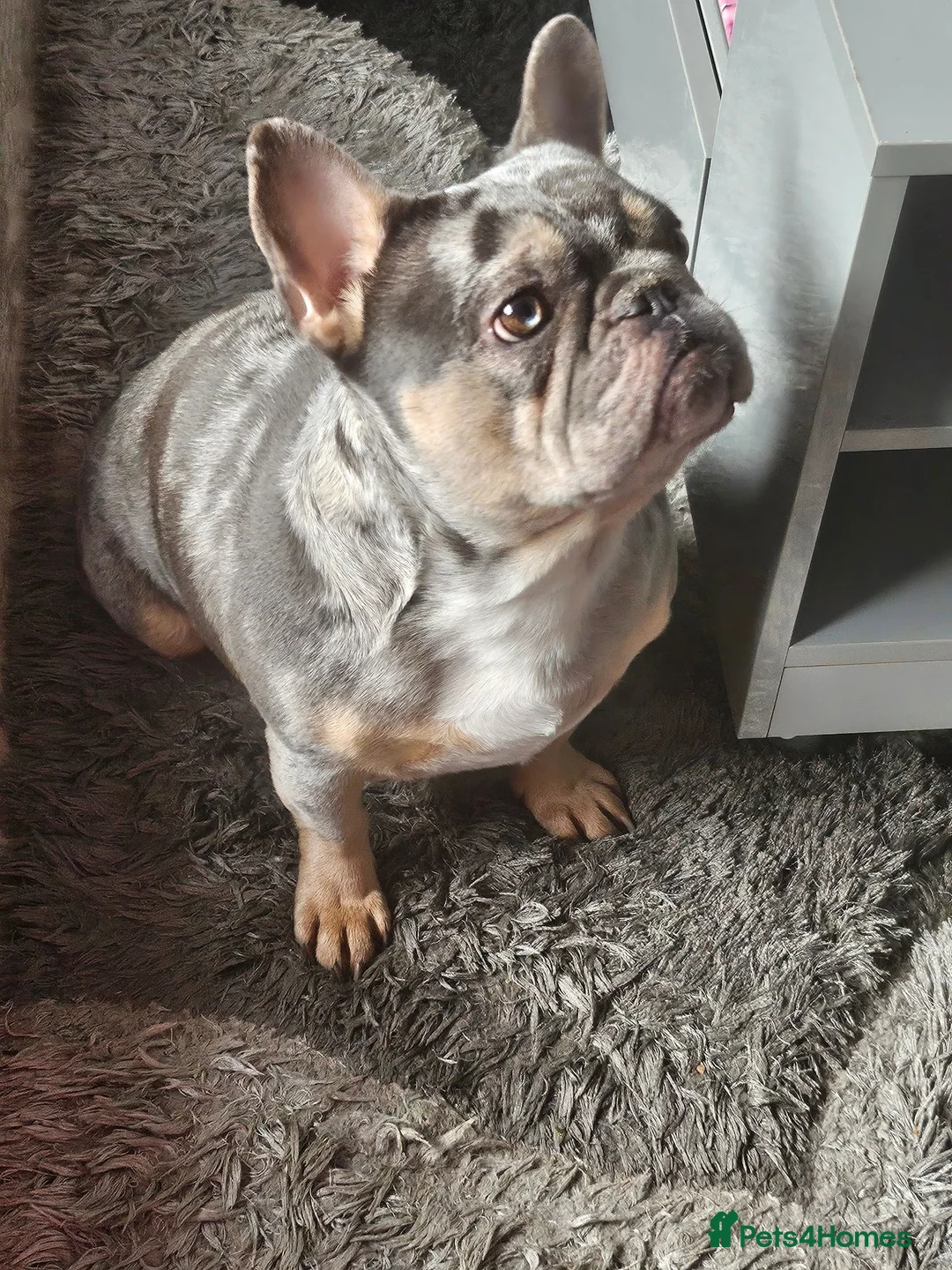 French Bulldog dogs for sale: French Bulldog Puppies - Advert 1