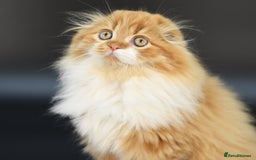Scottish Fold cats for stud: RoyalOwl Yoshi: Scottish Fold Longhair Stud  in Banbury - Image 8